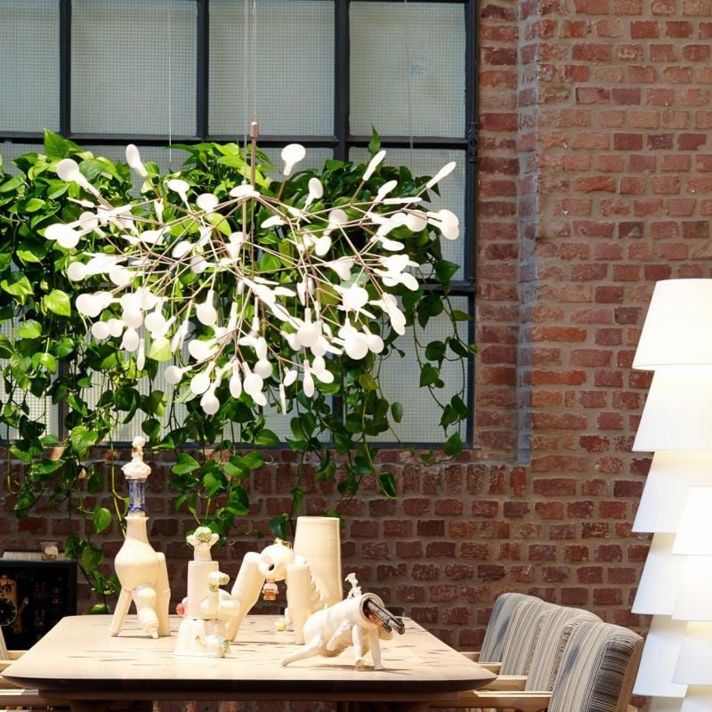 Heracleum Chandelier